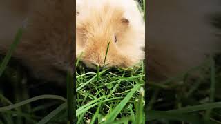 Cute texel guinea pig eating grass outside guineapig cute guineapiglover [upl. by Moyer474]