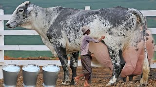 127 KG Dudh Dene Wali Girlando Nasl ki Gay Ke Bare Mein Maloomati Video [upl. by Anomahs]