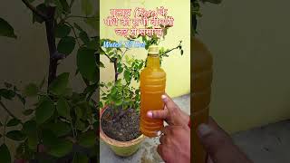 गुलाब के पौधे की सभी रोग जड़ से खत्म करेंHow to Control Die Back Problem in Rose PlantGulabShorts [upl. by Novy160]