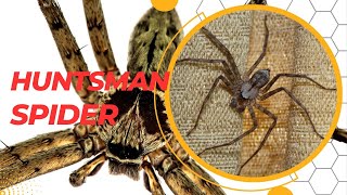 Huntsman Spiders Hidden Facts  Unveiling the Astonishing Truth About These EightLegged Wonders [upl. by Murton911]