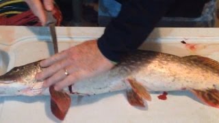 How to filet a Northern Pike and remove the Y bones The best way to use the whole filet [upl. by Doley593]