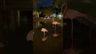 Night flamingos turtles Punta Cana CaribeTropical Deluxe Princess [upl. by Adnole]