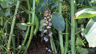 Orobanche crenata delle fave una specie commestibile [upl. by Elocim]