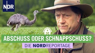 Gibt es eine Zukunft für Nandus in MecklenburgVorpommern  Die Nordreportage  NDR [upl. by Eisso958]