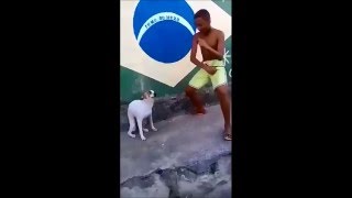 Brazilian dog dancing to Caravan Palace [upl. by Akehsyt]