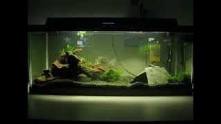 Firemouth Cichlids [upl. by Anstice]