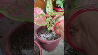 egg shell fertilizer for plants😀🌱🌱 viral plants shorts [upl. by Okechuku]