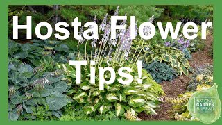 Hosta Flowers LowMaintenance Stunning Blooms [upl. by Yong687]