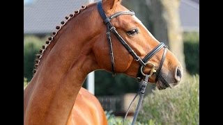 wwwsporthorsesonlinecom 2012 Hanoverian stallion Dressage  Hunter prospect for sale [upl. by Gerc]