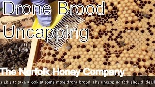 Beekeeping Basics  Uncapping Drone Brood  The Norfolk Honey Co [upl. by Alarise218]