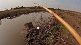 Milhares de peixes nesse córrego do Rio turvo veja o tamanho chega da medo Pescaria caipira [upl. by Brosy305]