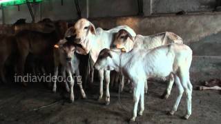 Dairy Farm Cattle farm Hisar Haryana [upl. by Nodrog]