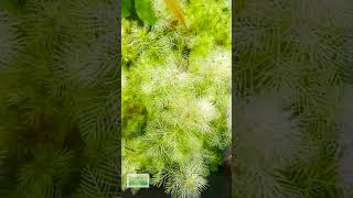 Myriophyllum Matogrossense Green Aquarium Plant For Sale [upl. by Sardella]