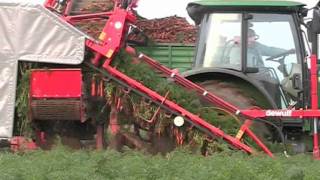 P3K 1row 3point linked carrot harvester with elevator [upl. by Anstus]