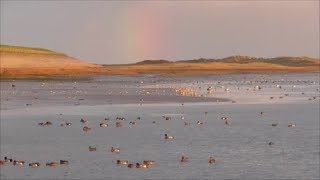 Birdlife at the Wadden Sea [upl. by Ihn]