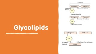 Glycolipids With Examples  Chemistry of Lipid  Glycolipids [upl. by Jodoin]