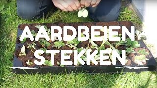 Toms Moestuin 2017 Aardbeien uitlopers stekken  vermeerderen [upl. by Ahtnammas]