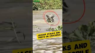 JAGUAR MENGINTAI DAN MEMANGSA BUAYA animals shorts wildlife wildanimals [upl. by Siva]