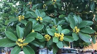 Litsea glutinosa Lour CB Rob Family Lauraceae [upl. by Jillayne]