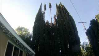 Trimming Italian Cypress Trees [upl. by Herm]