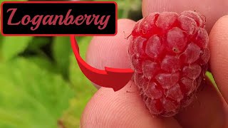 Tasting Loganberry For The First Time [upl. by Pinelli]