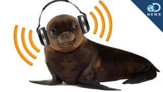 Sea Lions Can Keep A Beat [upl. by Cousins]