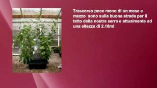 Nutriculture Amazon sistema aeroponico Istruzioni da wwwidroponicait GROW SHOP [upl. by Appleton13]