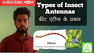 Types of Insect Antennae INSECTMORPHOLOGY ENTOMOLOGY bhu2020 igkvcet2020 [upl. by Ahslek446]