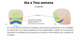 Embriología de cabeza y cuello [upl. by Berhley]