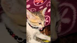 Funny Cat 🐈🤪 ytcat funny pets animals funnycat cat shortscat cuteanimals shortsfeed [upl. by Ogilvie]