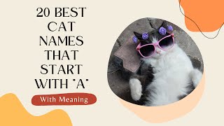 20 Best Cat Names That Start with quotAquot With Meaning [upl. by Aber346]