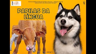 Papilas da língua dos animais [upl. by Mena]