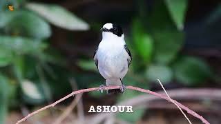 Collared Flycatcher [upl. by Adao571]