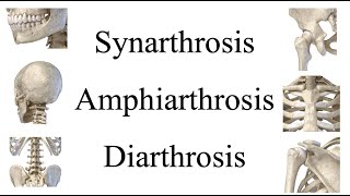 MBLEx Review Movements of Synarthrosis Amphiarthrosis amp Diarthrosis Joints [upl. by Arndt820]