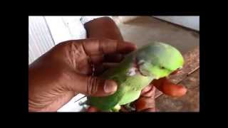 Treatment to a parrot [upl. by Dira]