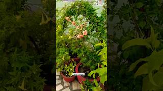 Tecoma Flower 🌼🌼plants lovinggarden viralvideo lovinggarden loveforgreengarden rainshorts [upl. by Ahsinot]