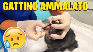 PORTIAMO il GATTINO dalla VETERINARIA 😳 [upl. by Ecyned360]