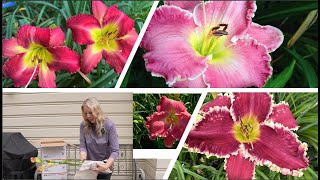 Daylilies from Blue Ridge Daylilies Unboxing Some Beauties [upl. by Niac498]