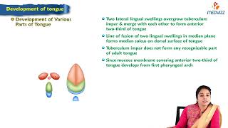 Development of tongue  Embryology Lecture [upl. by Lust]