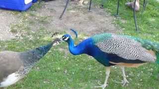 Peacock amp Peahen grooming each other [upl. by Monti521]