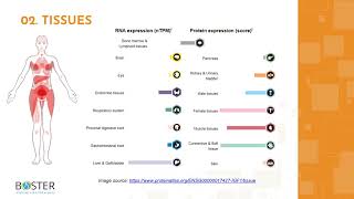 IGF1 InsulinLike Growth Factor 1 Hormone Therapy Overview amp Benefits  EVOLVE Telemedicine [upl. by Bianchi]