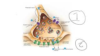 Neurons Part 3  How Neurons Generate Propagate and Pass Action Potentials [upl. by Eilsek]