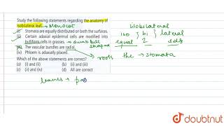 Study the following statements regarding the anatomy of isobilateral leaf [upl. by Meneau]