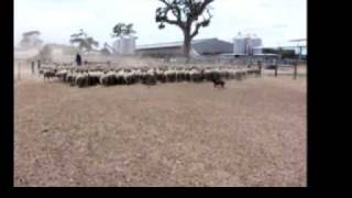 Burradoo Ranch Australian Kelpies Workingmpg [upl. by Frey521]