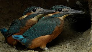 Kingfisher Dad Gets Chicks to Fly  4K  Discover Wildlife  Robert E Fuller [upl. by Roath]