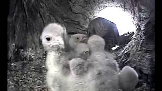 Kestrels in Their Nest Box  Discover Wildlife  Robert E Fuller [upl. by Clementina403]