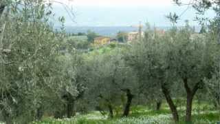 Olive Oil How Its Made in Italy [upl. by Leid]