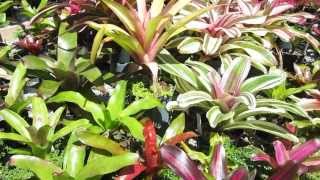 Neoregelia bromeliads explained care sun tolerance growth habit [upl. by Akemaj503]