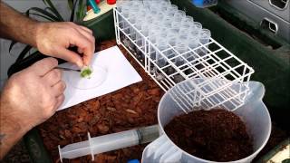 PLANTING PLEIONE ORCHID PROTOCORMS DIRECTLY FROM FLASK TO PEAT [upl. by Oivatco]