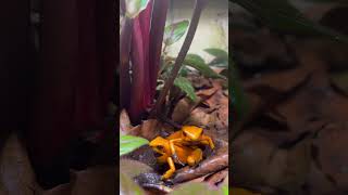 Phyllobates Terribilis Orange Blackfoot calling [upl. by Enaled]